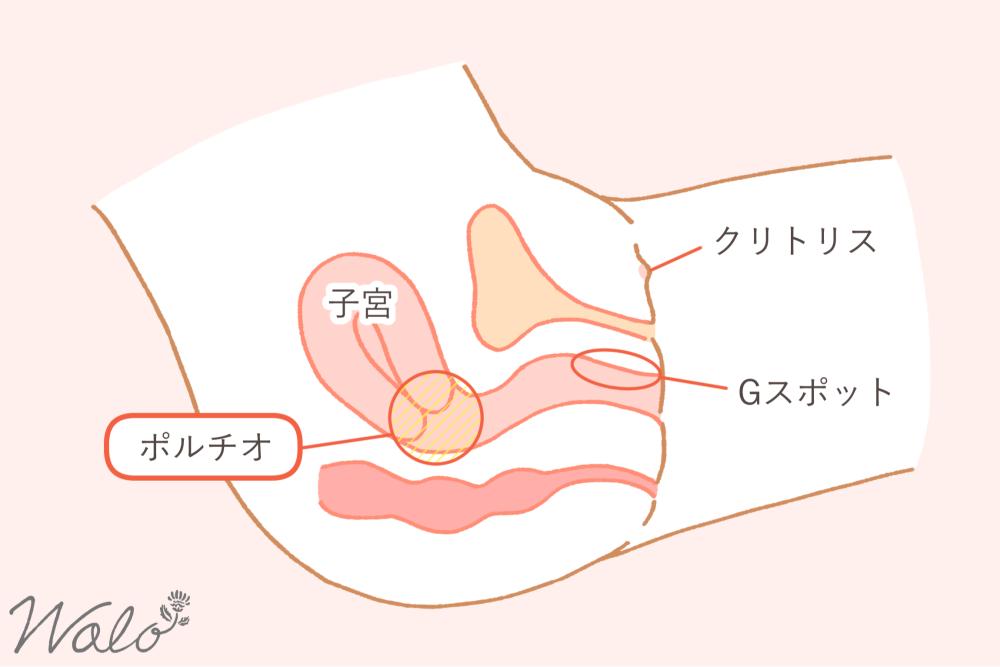 中イキをしやすくする性感帯として知られるポルチオを示したイラスト