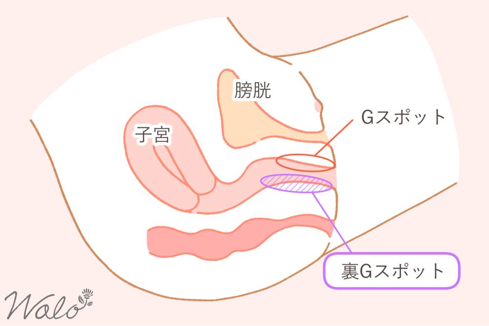 裏Gスポットをの場所を示した断面イラスト