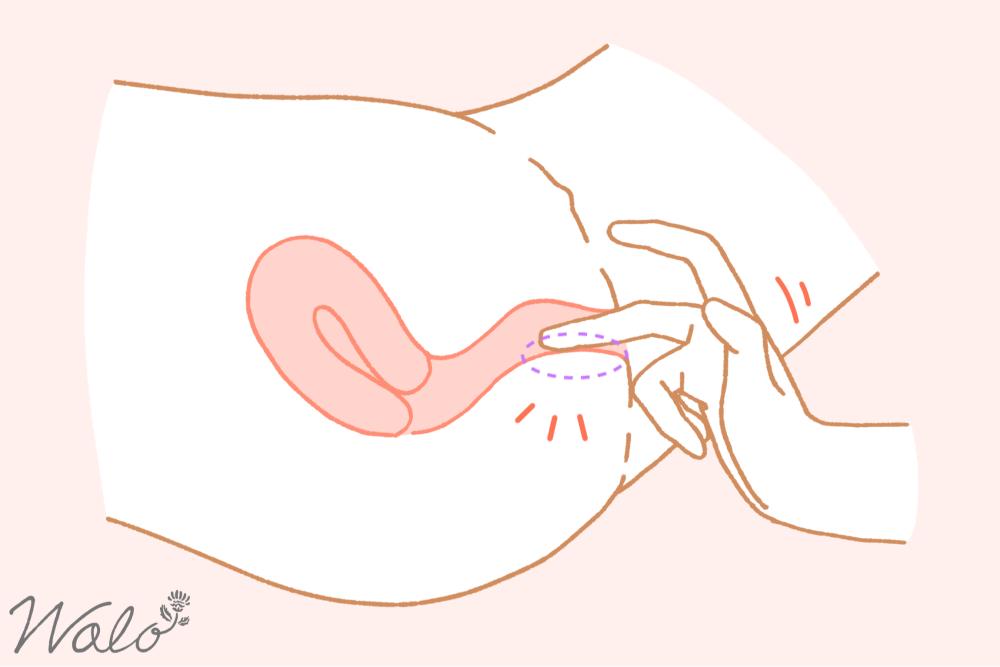 裏Gスポットを開発するための方法②膣に中指を挿入したイラスト